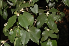 Eugenia cotinifolia